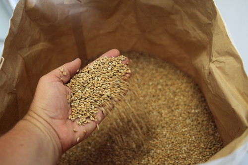 Müller