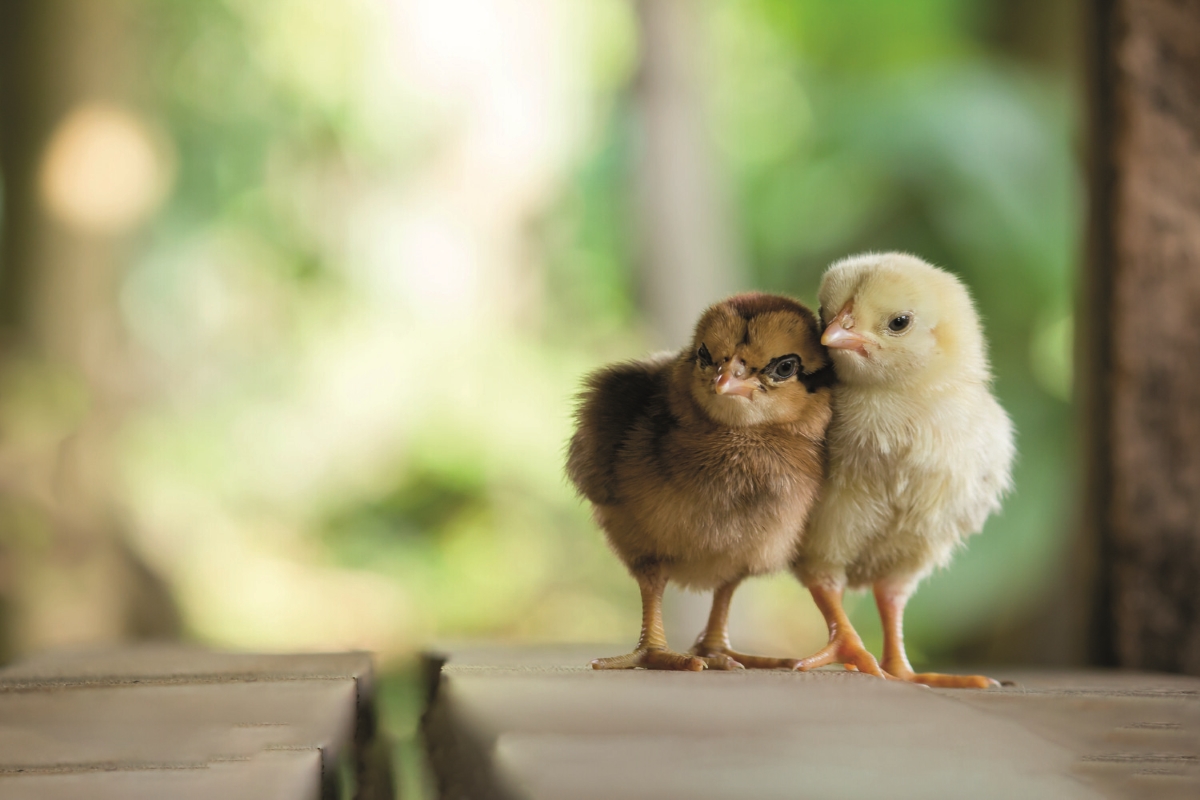Eier mit Aufzucht der männlichen Küken