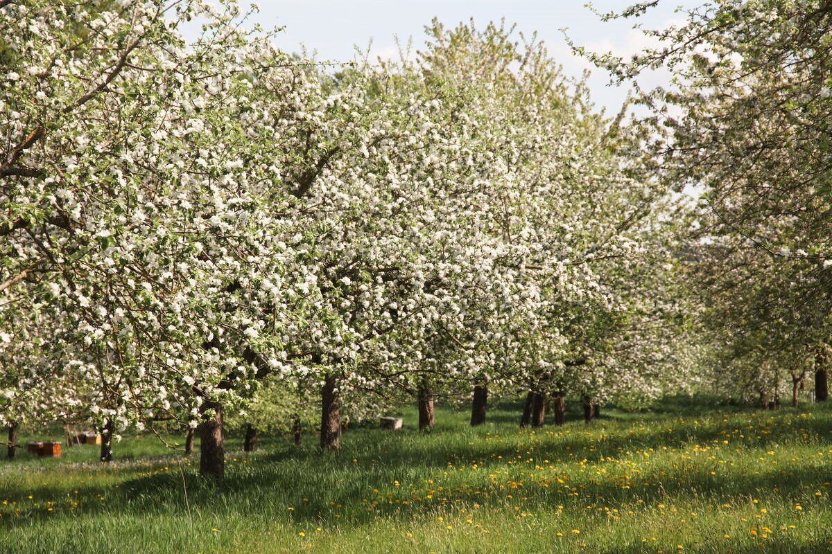 Apfel-Essig aus Streuobstäpfeln