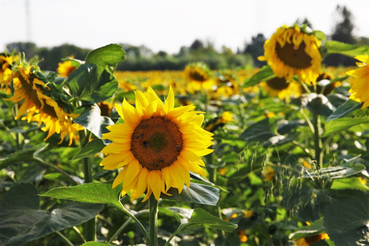 BIO Sonnenblumenöl