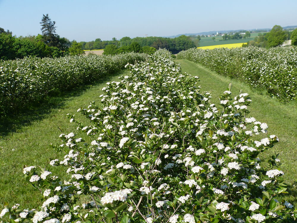 Naturtrübe Direktsäfte