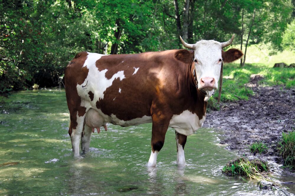 UNSER LAND BIO Milch: Trink­wasser­schutz durch ökologischen Landbau