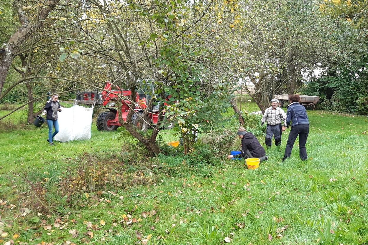 10.10.2022 Ehrenamtliche unterstützen bei der Apfelernte