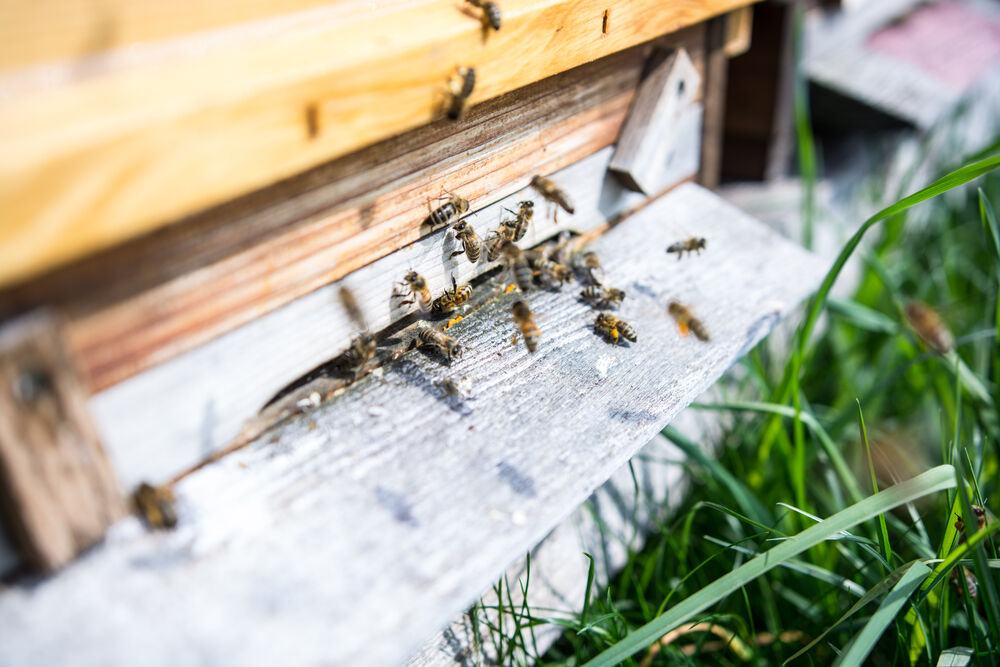 06.03.2024 Frühlingshafter Winter: Bienen im vorzeitigen Flug