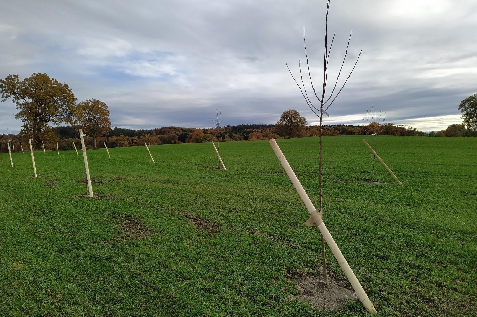 14.11.2023 „Streuobst für alle“ 