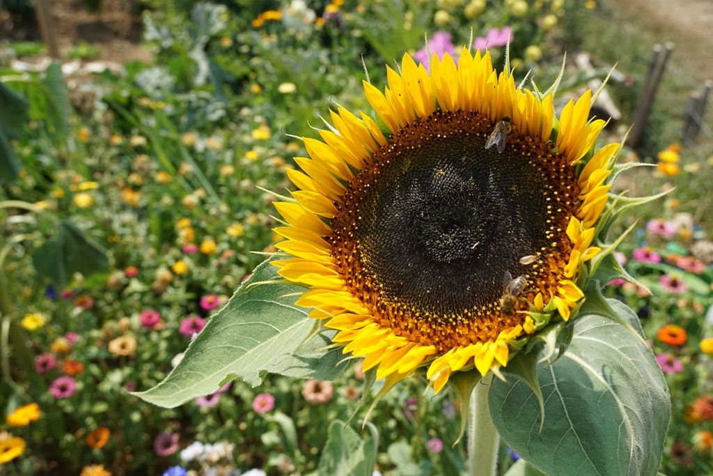 03.08.18 Augenweiden und ‚Über’lebensräume – Sonnenäcker mit Blühflächen