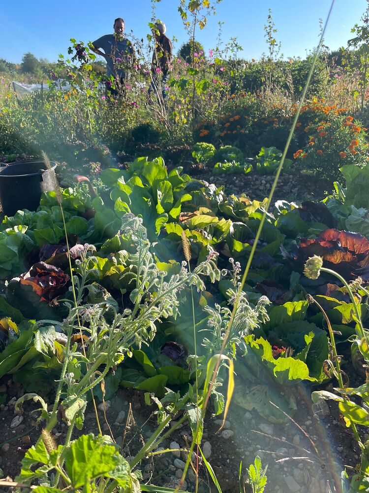 Soli STA Sonnenacker Ackergesprach 2025 09 19 03