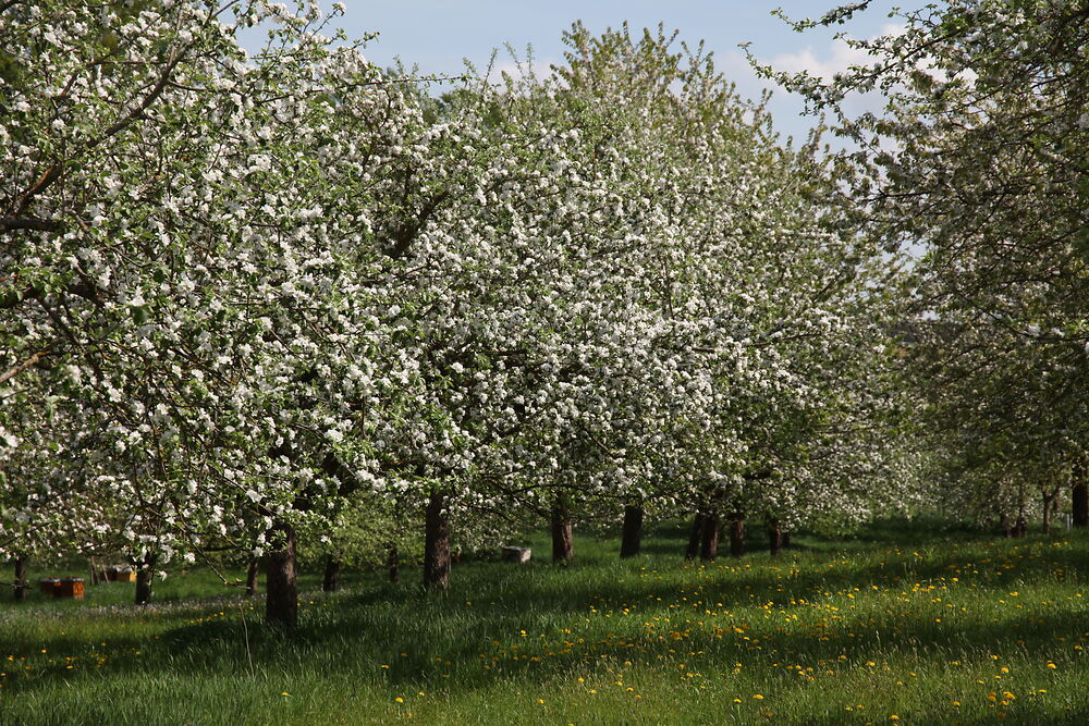 20.05.2025 „Streuobst für alle“ im Landkreis Starnberg 