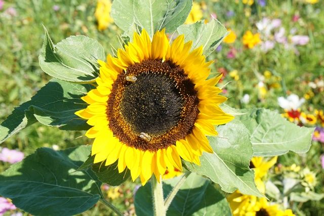 STARNBERGER LAND Blühflächen