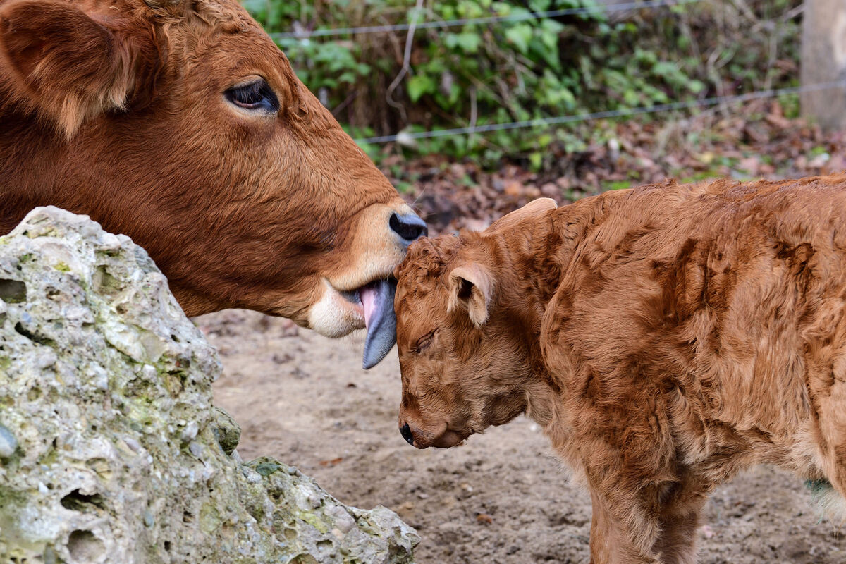 01.12.2019 Theo ist geboren!