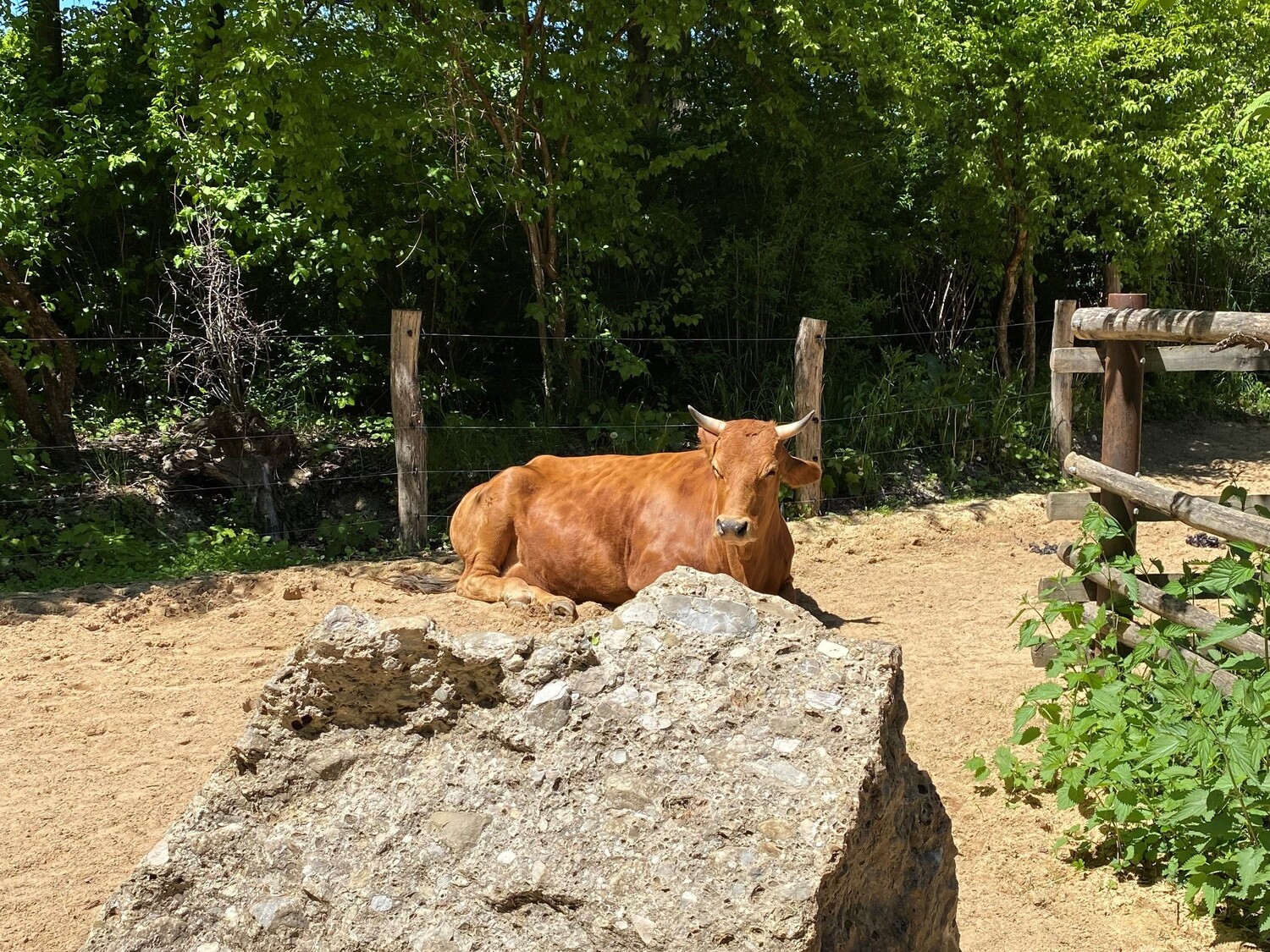 15.06.2021 Sommerfrische für die Murnau-Werdenfelser Rinder 