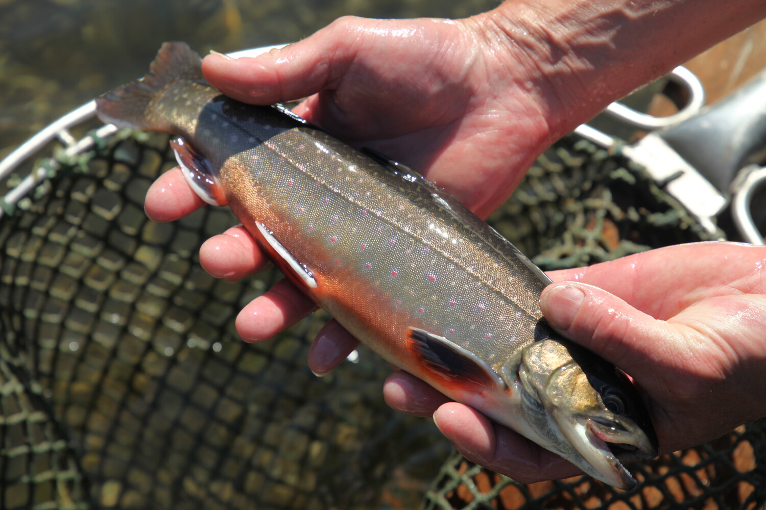 28.02.2022 Warum isst man Fisch zur Fastenzeit?