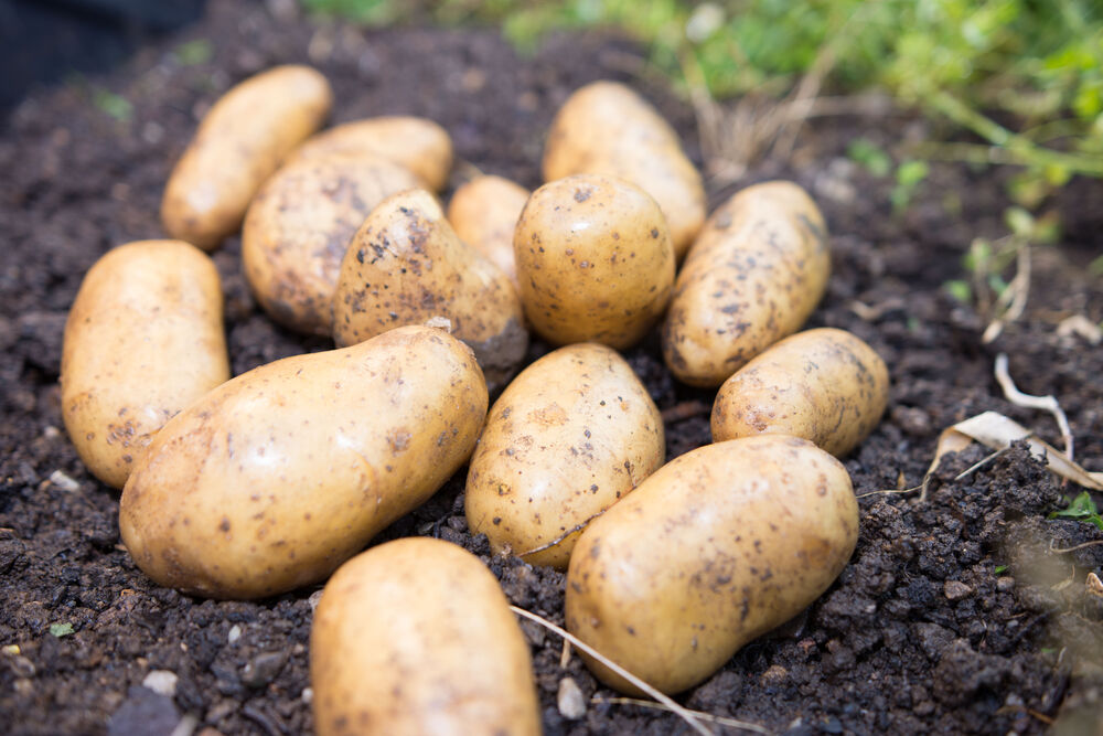 06.03.2023 Kartoffelinfo zum Thema Auskeimen