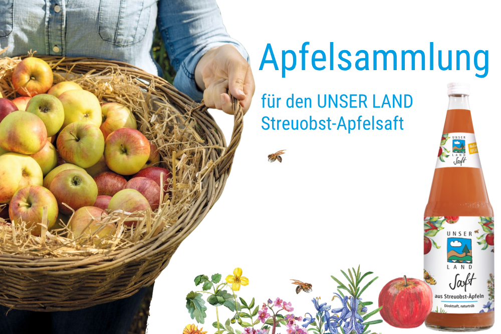 17.08.2026 Weniger Sammeltermine bei der Streuobstsammlung 2026