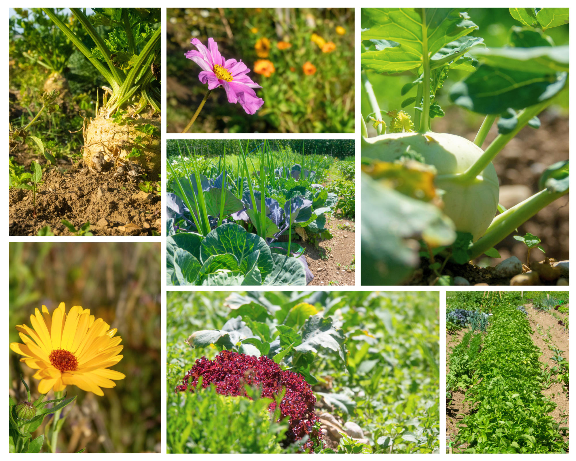 UL Projekte Sonnenacker Saison startet 2026