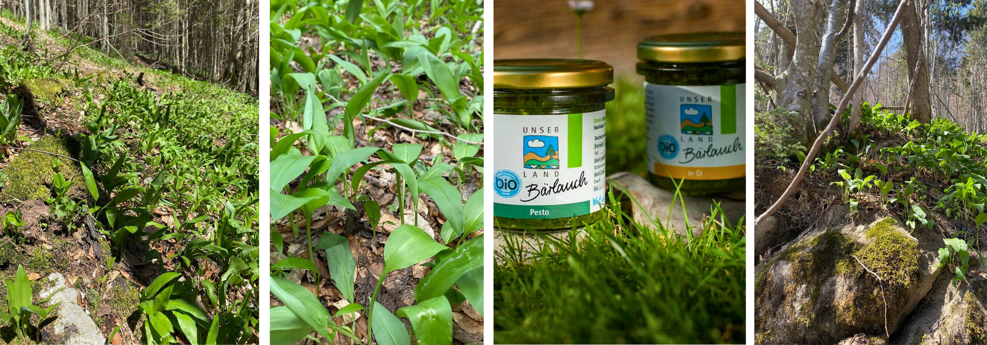 UL woher kommt unser baerlauch 2026 04 13 01